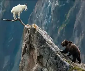 مستند حیات وحش؛ خرس که گشنه باشه جاذبه روش اثری نداره