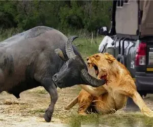 مستند حیات وحش؛ شیر رد فلگ بوفالوعه هرجا ببینه ابترش میکنه