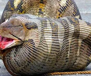 شاهکار حیات وحش؛ پیتون غول بعد تناول کردن ببر و شیر قلمبه شد توان حرکت نداره