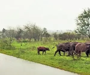 مستند حیات وحش؛ دیدبانی شیر وسط جاده برای گلچین کردن بوفالوی راحت الشکار