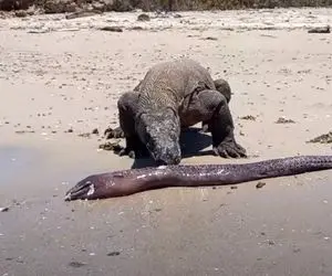 از جذابیت های حیات وحش؛ چالش کومودو واسه خوردن یک راسته گوشت دراز تر از خودش