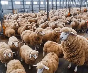 فراوری مدرن گوسفند؛ گوسفند میره تو یه دستگاه عین سفینه هم پشماش رو میزنه هم میدوشه