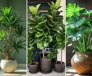 زیباترین مدلای گل بزرگ آپارتمانی برا دکوراسیون مدرن / غول پیکرهایی که داد میزنن گرونن