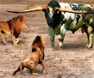 گاوهای باور نکردنی؛ بعد دوشیدن 10000 کیلو شیر از گاو 200 تنی فرستادنش به جنگ شیرها