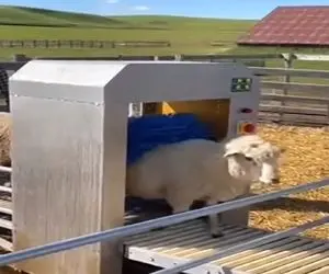 دامداری نوین؛ گوسفندا سیاه و چرک آلود میرن تو دستگاه سفید و براق درمیان