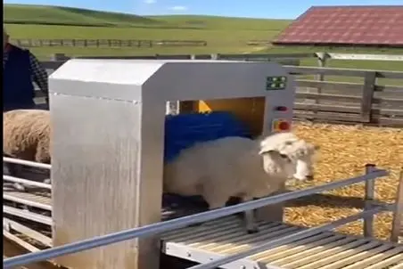 دامداری نوین؛ گوسفندا سیاه و چرک آلود میرن تو دستگاه سفید و براق درمیان