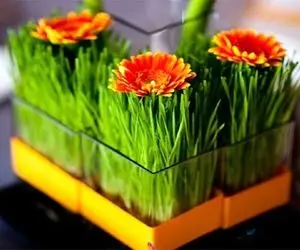 ایده های خلاقانه؛ سبزه گندم و پرتقال که همه میذارن تو خاص باش رو کوزه خاکشیر سبز کن