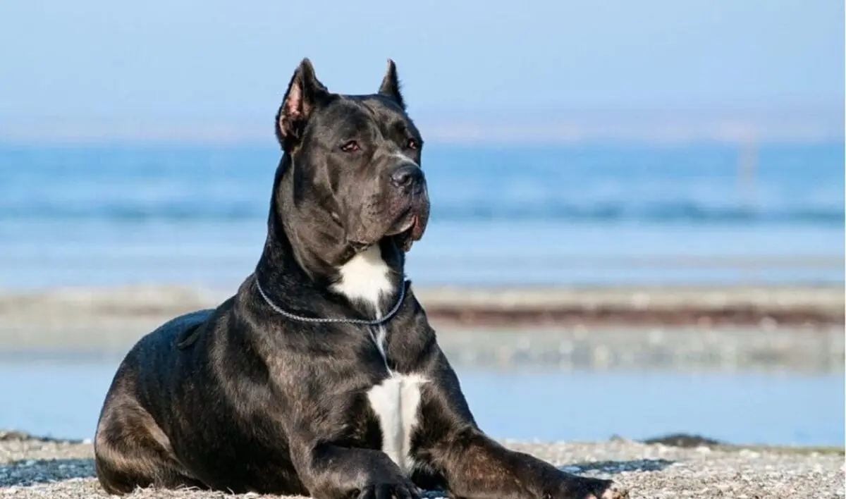 Can-Corso-e1614188976970