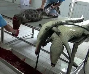 فرآوری گوشت کروکودیل؛ تمساح از تخم پرورش میدن تا گوشتی بشه و سلاخی اش کنن واسه کباب
