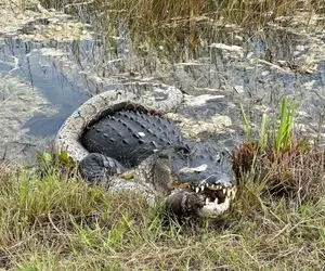 مستند حیات وحش؛ پیتون سفید کروکودیل سیاه رو فرو بلعید