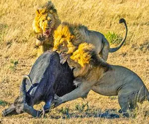 جذابیت حیات وحش؛ شیر ازازیل افتاد به جون بوفالو تا با دندون شرحه اش کنه ببلعه