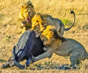 جذابیت حیات وحش؛ شیر ازازیل افتاد به جون بوفالو تا با دندون شرحه اش کنه ببلعه