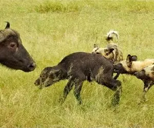 بدایع حیات وحش؛ سگای وحشی بدسگال حمله کردن به بوفالوها و پنج تا چاق و چله شکار میکنن