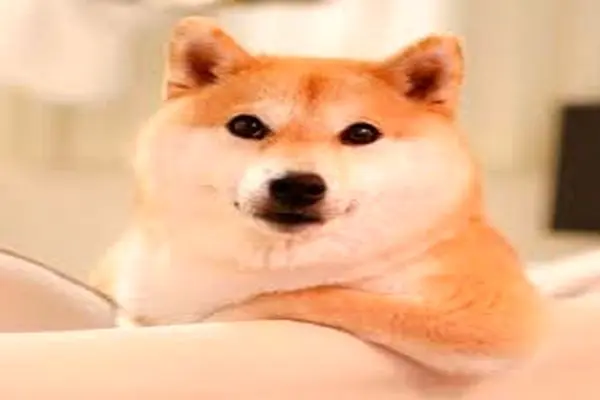 SHIBAINU