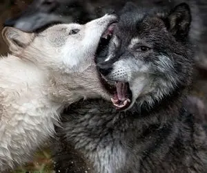 طنز حیات وحش/مادر بچه 6 ماهه سپرده دست گرگ خونگیشون تا سرگرمش کنه/چه غش و ضعفی میره