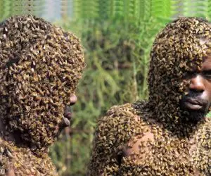 عجیب ولی واقعی؛ زنبورها این مرد رو با کندو اشتباه گرفتن و طاقت دوریش رو ندارن! 