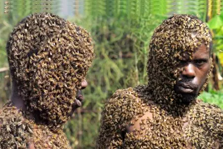 عجیب ولی واقعی؛ زنبورها این مرد رو با کندو اشتباه گرفتن و طاقت دوریش رو ندارن! 