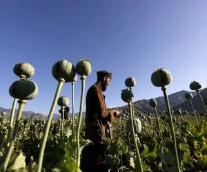 وقتی طالبان با معادلات جدیدش بازار تریاک را زیر و رو می کند