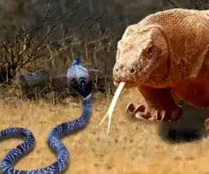 بدایع حیات وحش/مار کبرا در مقابل سوسمار بی رحم که زور هیچکس بهش نمی رسه