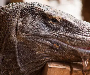 از جذابیت های حیات وحش؛ اژدهای کومودو هشت پا رو عین پاستیل لیسید و بلعید!