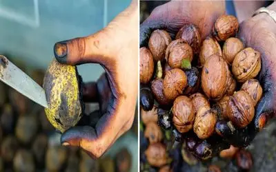 گردوی تازه دوست داری ولی دستات سیاه میشه؟/ با این ترفندای ساده دستاتو سیاه نکن