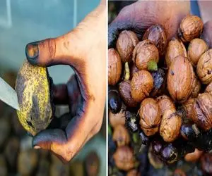 گردوی تازه دوست داری ولی دستات سیاه میشه؟/ با این ترفندای ساده دستاتو سیاه نکن