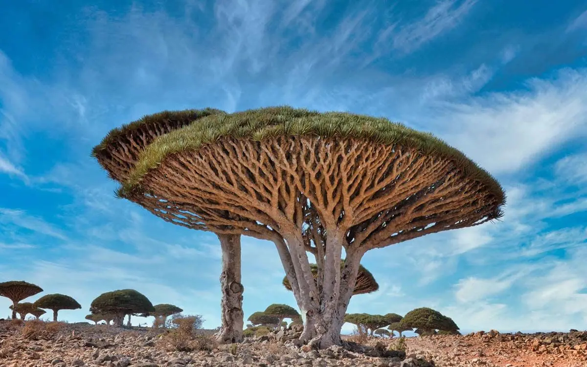Dragons-blood-trees-Rod-Waddington