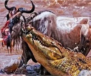 مستند حیات وحش؛ تمساح باستانی قسم خورده نذاره کسی سالم از رودخونه اش رد شه