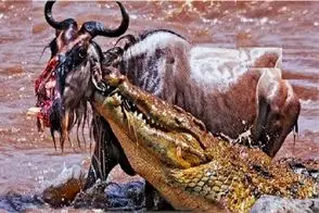 مستند حیات وحش؛ تمساح باستانی قسم خورده نذاره کسی سالم از رودخونه اش رد شه