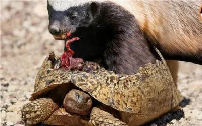 نبرد حیات وحش/ گورکن عسل خوار یک لاک پشت را شکار کرد