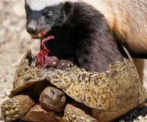نبرد حیات وحش/ گورکن عسل خوار یک لاک پشت را شکار کرد
