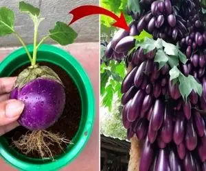 کشاورزی نوین؛ یه تیکه بادمجون برید گذاشت لای موز تقویتش بمب بود ۲۰۰تا ازش کشید