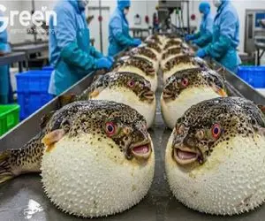 فرآوری ماهی بادکنکی؛ تشریح ماشینی ماهی‌های کشنده برای تولید غذای لاکچری