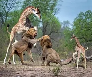 از جذابیت‌های حیات وحش؛ شیرا تا قد زرافه رو میبینن دُمشون و میذارن رو کولشون و میرن