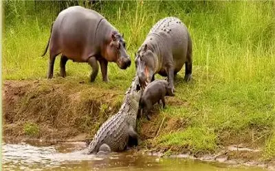 شاهکار حیات وحش؛ اسب آبی شیطون انقدر تمساح مورد عنایت قرار داد تا شد لقمه دهن گشادش