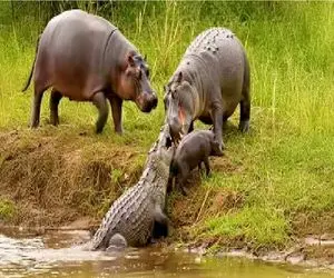 شاهکار حیات وحش؛ اسب آبی شیطون انقدر تمساح مورد عنایت قرار داد تا شد لقمه دهن گشادش