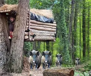 معماری خلاقانه؛ مرده تو اعماق جنگل خونه ساخته تانکری نیزه دار گراز ها نخورنش