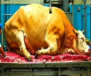 فرآوری گاو؛ گاوها رو در مدرن ترین حالت غول پیکر میکنن بعد سلاخی بشه گوشت برزیلی