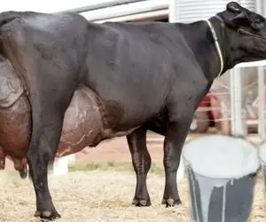 فرآوری گاو؛ گاو هر روز داره به لیتر شیرش اضافه میشه و انگار وصل به منبع لایزال