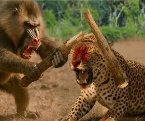 مستند حیات وحش؛ نبرد خلاقانه زور و آرواره میان میمون زیرک و پلنگ سریع