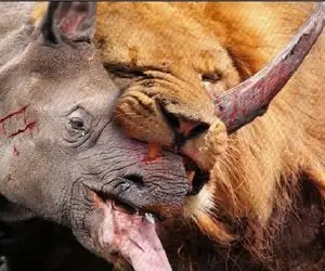 مستند حیات وحش؛ کرگدن سفاک با هرکی حال نکنه شاخشو فرو میکنه تو حلقش