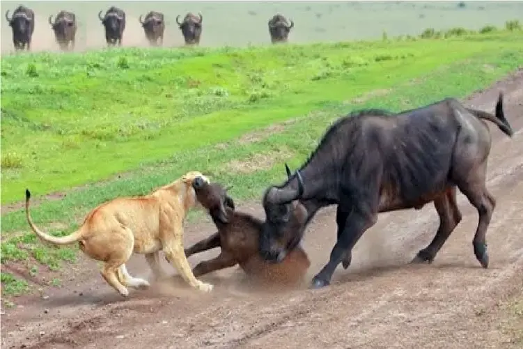 مستند حیات وحش؛ حضور شیر در لحظه زایمان بوفالو