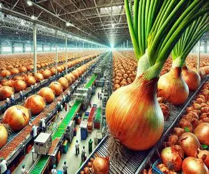 کشاورزی نوین؛ با ماشین‌آلات مجهز به حسگر پیاز کاشت و برداشت میکنن همه 50 کیلویی