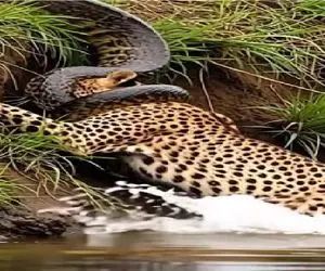 مستند حیات وحش؛ استقامت ستودنی پلنگ برای رهایی از حلقه مرگ پیتون