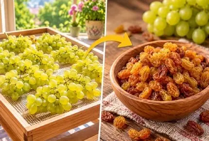 روش های خشک کردن انگور و تهیه کشمش خانگی؛ راهکار نرم و روشن شدن یا تیره و خشک