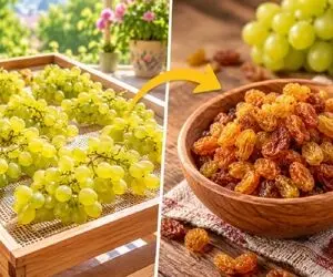 روش های خشک کردن انگور و تهیه کشمش خانگی؛ راهکار نرم و روشن شدن یا تیره و خشک