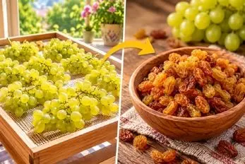 روش های خشک کردن انگور و تهیه کشمش خانگی؛ راهکار نرم و روشن شدن یا تیره و خشک