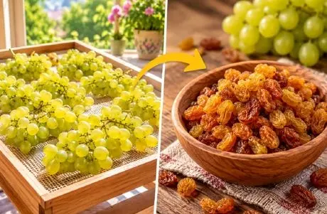 روش های خشک کردن انگور و تهیه کشمش خانگی؛ راهکار نرم و روشن شدن یا تیره و خشک