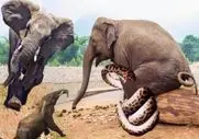 بر مدار وحش؛ فیل نبین درشته با یه نیش میافته