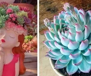 خوشگلترین گیاهان آپارتمانی ساکولنت / مثل یه بانوی با ارزشن به سخت بودنشون می ارزه